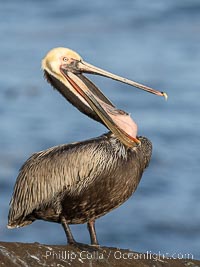 Brown pelican glottis exposure. This pelican is inverting its throat and stretching it over its neck and chest in an effort to stretch and rearrange tissues of the mouth and throat, Pelecanus occidentalis, Pelecanus occidentalis californicus, La Jolla, California