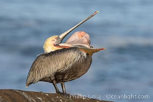 Brown pelican glottis exposure. This pelican is inverting its throat and stretching it over its neck and chest in an effort to stretch and rearrange tissues of the mouth and throat, Pelecanus occidentalis, Pelecanus occidentalis californicus, La Jolla, California