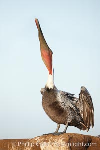 Brown pelican head throw.  During a bill throw, the pelican arches its neck back, lifting its large bill upward and stretching its throat pouch, Pelecanus occidentalis, Pelecanus occidentalis californicus, La Jolla, California