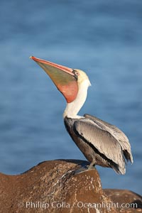 Brown pelican head throw.  During a bill throw, the pelican arches its neck back, lifting its large bill upward and stretching its throat pouch, Pelecanus occidentalis, Pelecanus occidentalis californicus, La Jolla, California