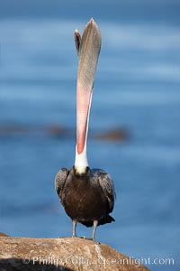 Brown pelican head throw.  During a bill throw, the pelican arches its neck back, lifting its large bill upward and stretching its throat pouch, Pelecanus occidentalis, Pelecanus occidentalis californicus, La Jolla, California