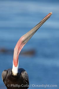 Brown pelican head throw.  During a bill throw, the pelican arches its neck back, lifting its large bill upward and stretching its throat pouch.