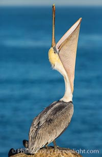 Brown pelican head throw. During a bill throw, the pelican arches its neck back, lifting its large bill upward and stretching its throat pouch, Pelecanus occidentalis, Pelecanus occidentalis californicus, La Jolla, California