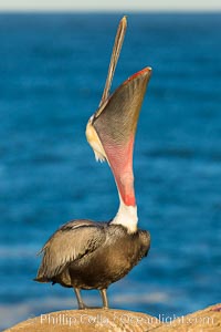 California Brown Pelican head throw, stretching its throat to keep it flexible and healthy, Pelecanus occidentalis, Pelecanus occidentalis californicus, La Jolla