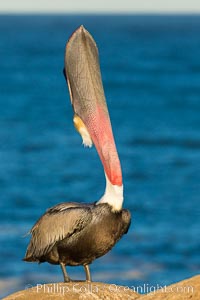 California Brown Pelican head throw, stretching its throat to keep it flexible and healthy, Pelecanus occidentalis, Pelecanus occidentalis californicus, La Jolla