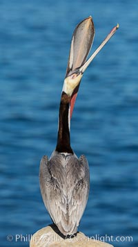 Brown pelican head throw. During a bill throw, the pelican arches its neck back, lifting its large bill upward and stretching its throat pouch, Pelecanus occidentalis, Pelecanus occidentalis californicus, La Jolla, California