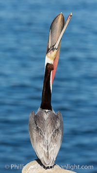 Brown pelican head throw. During a bill throw, the pelican arches its neck back, lifting its large bill upward and stretching its throat pouch