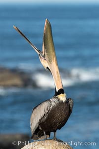 California Brown Pelican head throw, stretching its throat to keep it flexible and healthy, Pelecanus occidentalis, Pelecanus occidentalis californicus, La Jolla