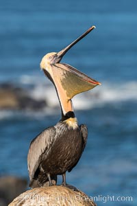 California Brown Pelican head throw, stretching its throat to keep it flexible and healthy, Pelecanus occidentalis, Pelecanus occidentalis californicus, La Jolla