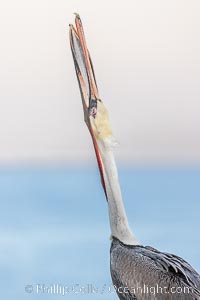 Brown pelican head throw in soft pre-sunrise light, adult winter non-breeding plumage, Pelecanus occidentalis, Pelecanus occidentalis californicus, La Jolla, California