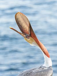 Brown pelican head throw in soft pre-sunrise light, adult winter non-breeding plumage, Pelecanus occidentalis, Pelecanus occidentalis californicus, La Jolla, California