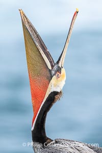 A perfect Brown Pelican Head Throw with Distant Ocean in Background, bending backwards, stretching its neck and gular pouch, winter adult breeding plumage coloration, Pelecanus occidentalis, Pelecanus occidentalis californicus, La Jolla, California