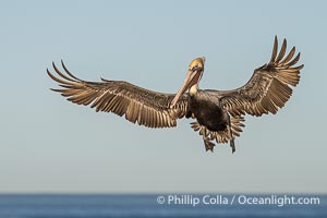 A California Brown Pelican flying over the Pacific Ocean, spreads its large wings wide to slow down as it banks, turns in midair, to land on seacliffs in La Jolla. Winter adult non-breeding plumage, Pelecanus occidentalis californicus, Pelecanus occidentalis