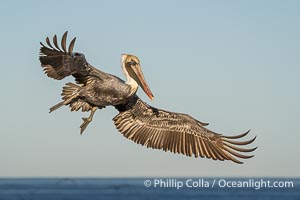 A California Brown Pelican flying over the Pacific Ocean, spreads its large wings wide to slow down as it banks, turns in midair, to land on seacliffs in La Jolla. Winter adult non-breeding plumage, Pelecanus occidentalis californicus, Pelecanus occidentalis