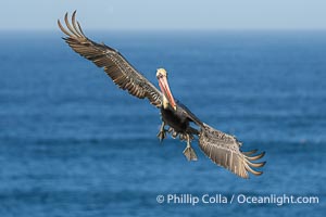 A California Brown Pelican flying over the Pacific Ocean, spreads its large wings wide to slow down as it banks, turns in midair, to land on seacliffs in La Jolla. Winter adult non-breeding plumage, Pelecanus occidentalis californicus, Pelecanus occidentalis