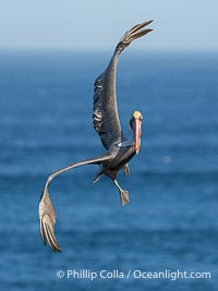 A California Brown Pelican flying over the Pacific Ocean, spreads its large wings wide to slow down as it banks, turns in midair, to land on seacliffs in La Jolla. Winter adult non-breeding plumage, Pelecanus occidentalis californicus, Pelecanus occidentalis