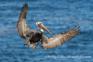 A California Brown Pelican flying over the Pacific Ocean, spreads its large wings wide to slow down as it banks, turns in midair, to land on seacliffs in La Jolla. Winter adult non-breeding plumage, Pelecanus occidentalis californicus, Pelecanus occidentalis