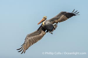 A California Brown Pelican flying over the Pacific Ocean, spreads its large wings wide to slow down as it banks, turns in midair, to land on seacliffs in La Jolla. Winter adult non-breeding plumage, Pelecanus occidentalis, Pelecanus occidentalis californicus