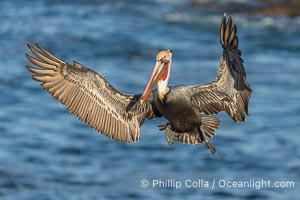 A California Brown Pelican flying over the Pacific Ocean, spreads its large wings wide to slow down as it slows to land on seacliffs in La Jolla. Adult winter mating plumage with yellow head, red throat and brown hindneck, Pelecanus occidentalis, Pelecanus occidentalis californicus