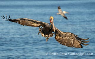 A California Brown Pelican flying over the Pacific Ocean, spreads its large wings wide to slow down as it slows to land on seacliffs in La Jolla. Adult winter mating plumage with yellow head, red throat and brown hindneck, Pelecanus occidentalis, Pelecanus occidentalis californicus