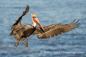 A California Brown Pelican flying over the Pacific Ocean, spreads its large wings wide to slow down as it slows to land on seacliffs in La Jolla. Adult winter mating plumage with yellow head, red throat and brown hindneck, Pelecanus occidentalis, Pelecanus occidentalis californicus