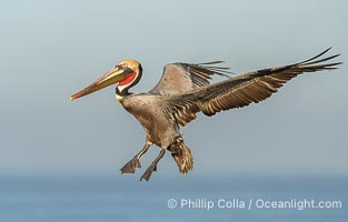 A California Brown Pelican flying over the Pacific Ocean, spreads its large wings wide to slow down as it slows to land on seacliffs in La Jolla. Adult winter mating plumage with yellow head, red throat and brown hindneck, Pelecanus occidentalis, Pelecanus occidentalis californicus
