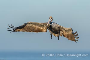 A California Brown Pelican flying over the Pacific Ocean, spreads its large wings wide to slow down as it slows to land on seacliffs in La Jolla. Adult winter mating plumage with yellow head, red throat and brown hindneck, Pelecanus occidentalis, Pelecanus occidentalis californicus