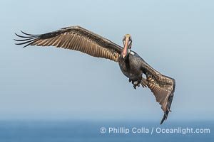 A California Brown Pelican flying over the Pacific Ocean, spreads its large wings wide to slow down as it slows to land on seacliffs in La Jolla. Adult winter mating plumage with yellow head, red throat and brown hindneck, Pelecanus occidentalis, Pelecanus occidentalis californicus