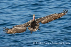 A California Brown Pelican flying over the Pacific Ocean, spreads its large wings wide to slow down as it banks, turns in midair, to land on seacliffs in La Jolla. Winter adult non-breeding plumage, Pelecanus occidentalis, Pelecanus occidentalis californicus