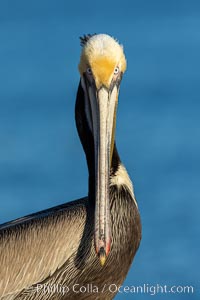 Brown pelican portrait, displaying winter breeding plumage with distinctive dark brown nape, white and yellow yellow head feathers and red and yellow gular throat pouch, Pelecanus occidentalis, Pelecanus occidentalis californicus, La Jolla, California