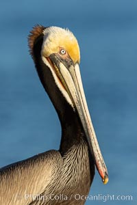 Brown pelican portrait, displaying winter breeding plumage with distinctive dark brown nape, white and yellow yellow head feathers and red and yellow gular throat pouch, Pelecanus occidentalis, Pelecanus occidentalis californicus, La Jolla, California