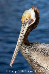 Brown pelican portrait, displaying winter breeding plumage with distinctive dark brown nape, white and yellow yellow head feathers and red and yellow gular throat pouch, Pelecanus occidentalis, Pelecanus occidentalis californicus, La Jolla, California