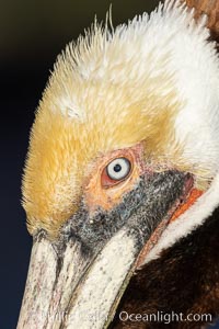 Brown pelican close up portrait, showing eye and transition from plumage to beak, with winter yellow and white head feathers as well as pink skin coloration around the eye, Pelecanus occidentalis, Pelecanus occidentalis californicus, La Jolla, California