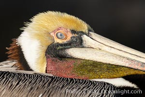 Brown pelican nictitating membrane, a translucent membrane that forms an inner eyelid in birds, reptiles, and some mammals. It can be drawn across the eye to protect it while diving in the ocean, from sand and dust and keep it moist, Pelecanus occidentalis, Pelecanus occidentalis californicus, La Jolla, California