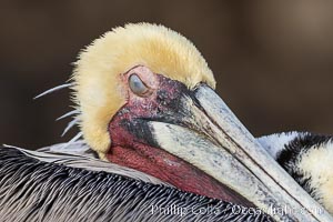 Brown pelican nictitating membrane, a translucent membrane that forms an inner eyelid in birds, reptiles, and some mammals. It can be drawn across the eye to protect it while diving in the ocean, from sand and dust and keep it moist, Pelecanus occidentalis, Pelecanus occidentalis californicus, La Jolla, California