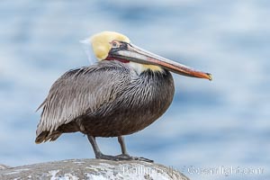 Brown pelican nictitating membrane, a translucent membrane that forms an inner eyelid in birds, reptiles, and some mammals. It can be drawn across the eye to protect it while diving in the ocean, from sand and dust and keep it moist, Pelecanus occidentalis, Pelecanus occidentalis californicus, La Jolla, California