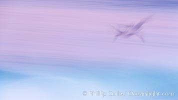 Ghostly California brown pelican glides over breaking surf, abstract with motion blur and pastel pre-dawn colors