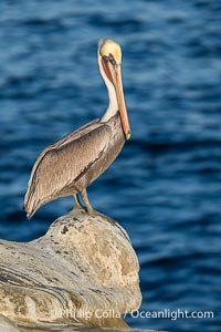 Brown Pelican on Pedestal Rock Portrait at Sunrise, adult non-breeding winter plumage, Pelecanus occidentalis, Pelecanus occidentalis californicus, La Jolla, California