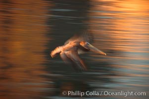 Brown pelican, Sea of Cortez, Pelecanus occidentalis