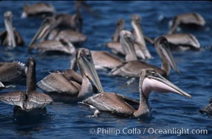 Brown pelicans feeding on krill, Pelecanus occidentalis, Coronado Islands (Islas Coronado)