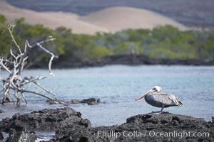 Brown pelican, Pelecanus occidentalis, North Seymour Island
