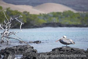 Brown pelican.