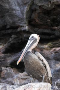 Brown pelican, Pelecanus occidentalis, North Seymour Island