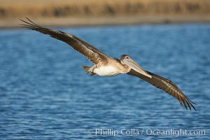 Brown pelican, Pelecanus occidentalis, San Diego Bay National Wildlife Refuge