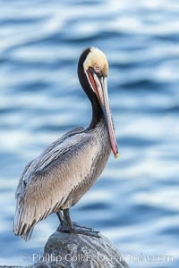 Portrait of California brown pelican, with the characteristic winter mating plumage shown: red throat, yellow head and dark brown hindneck, Pelecanus occidentalis, Pelecanus occidentalis californicus, La Jolla