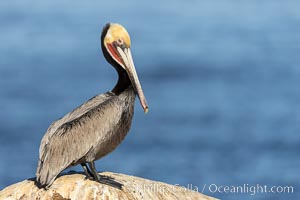 Portrait of California brown pelican, with the characteristic winter mating plumage shown: red throat, yellow head and dark brown hindneck, Pelecanus occidentalis, Pelecanus occidentalis californicus, La Jolla