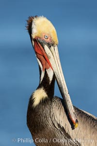 Portrait of California brown pelican, with the characteristic winter mating plumage shown: red throat, yellow head and dark brown hindneck, Pelecanus occidentalis, Pelecanus occidentalis californicus, La Jolla