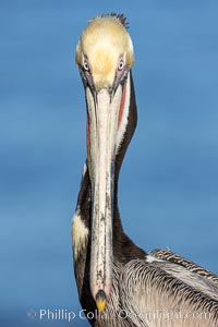 Brown pelican staring down the photographer. Portrait of California brown pelican, with the characteristic winter mating plumage shown: red throat, yellow head and dark brown hindneck