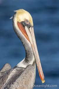 Portrait of California brown pelican, with the characteristic winter mating plumage shown: red throat, yellow head and dark brown hindneck, Pelecanus occidentalis, Pelecanus occidentalis californicus, La Jolla