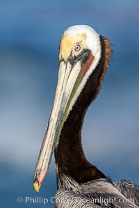 Portrait of California brown pelican, with the characteristic winter mating plumage shown: red throat, yellow head and dark brown hindneck, Pelecanus occidentalis, Pelecanus occidentalis californicus, La Jolla